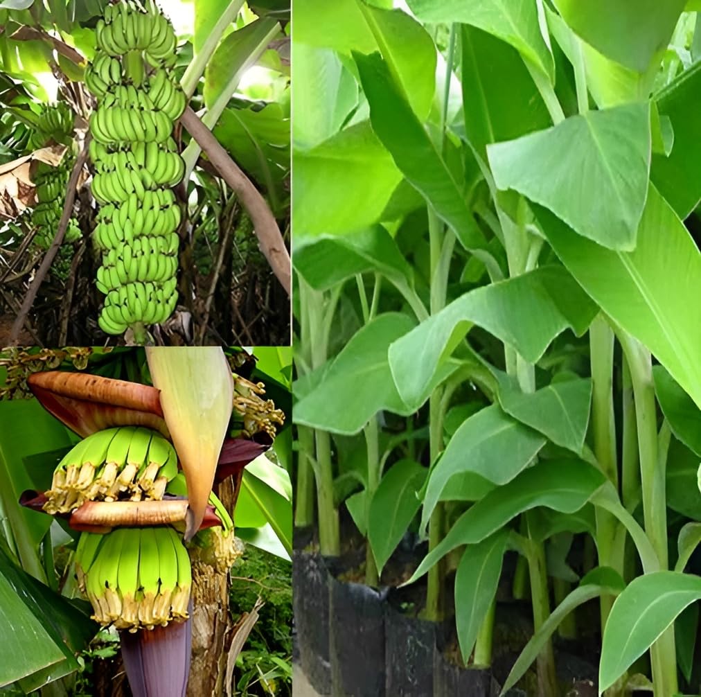 Oxiflora Banana Plant-Hybrid Singapuri Banana live plant for fruiting, Gardening or devotional purpose (1 Healthy Live Fruit Plant) In Nursery Grow Pot for home Garden|No Tissue Culture (B0CRF2VQ9V) Amazon Price History, Amazon Price Tracker