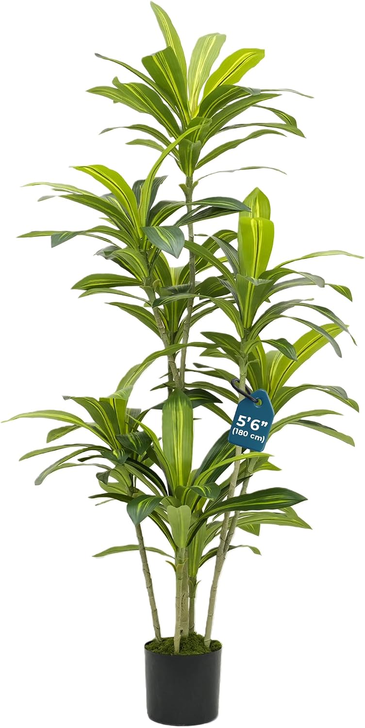 Dracaena Artificial Tree with Small Black Pot & Moss – Lifelike Natural Look, Maintenance-Free, Indoor & Outdoor Plant for Home, Office, Balcony & Patio (5'6", Standard Black Plastic Base)