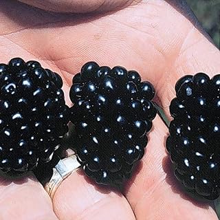 BlackBerry Fruit Bushes 'Apache' Large Thornless Blackberries Ready to Plant in Patio Pots for Containers Fruit Bush Garden Plants Self-Fertile Rubus fruticosis 1 x 9cm Pot by Thompson and Morgan