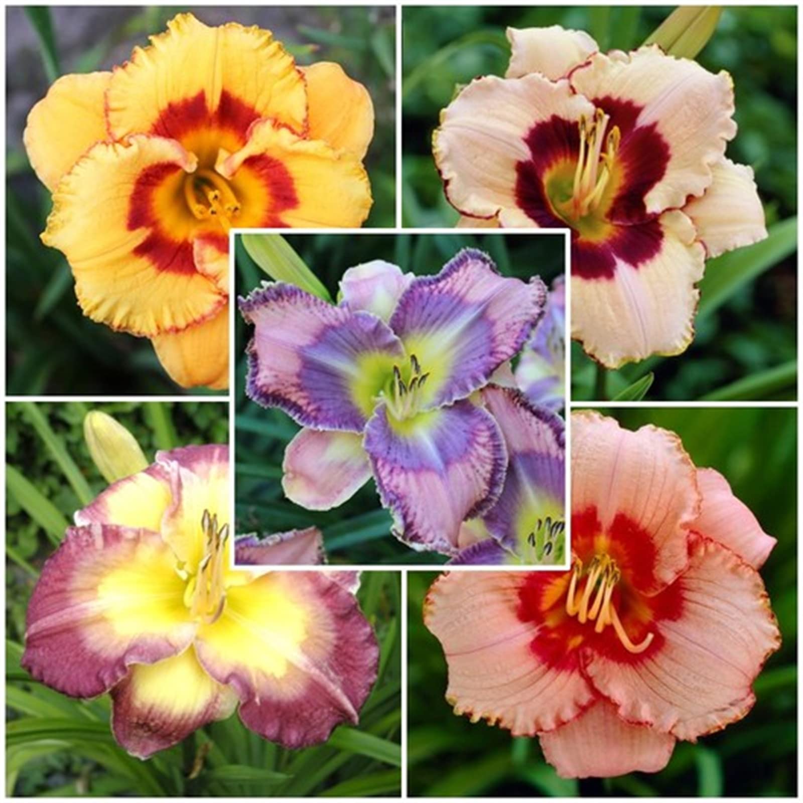 Golden Jade Carving, Daylily Rhizome. Perennial for Garden Planting/That Grow Fast, Daylily Bulbs Hemerocallis Bulbs for Planting Now UK, 5Bulbs-D
