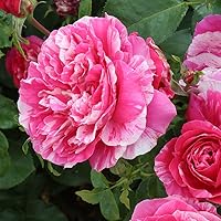 Vista 2 de Heirloom Roses Planta de rosas casi sin espinas - Crema de frambuesa Twirl Rosa y Blanca, rosas trepadoras Planta viva para plantar al aire libre