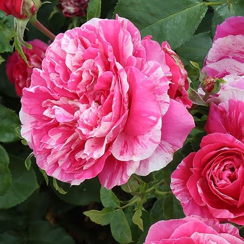 Miniatura 2 de Heirloom Roses Planta de rosas casi sin espinas - Crema de frambuesa Twirl Rosa y Blanca, rosas trepadoras Planta viva para plantar al aire libre