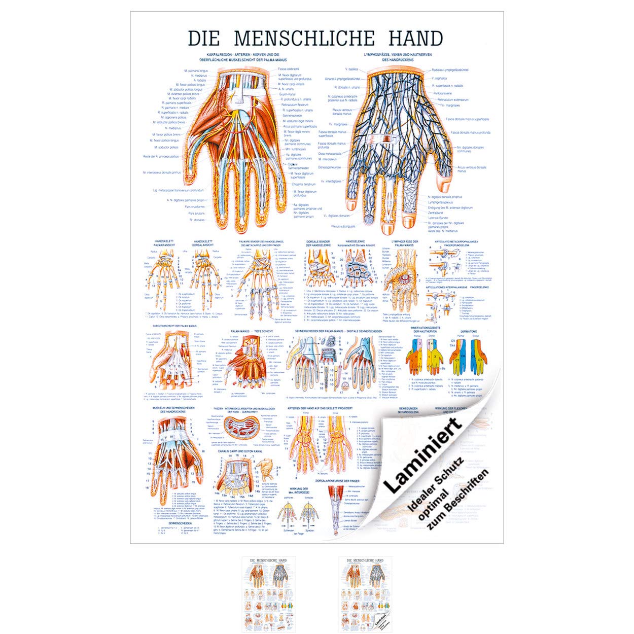 Sport-Tec Die Hand Lehrtafel Anatomie 100x70 cm medizinische Lehrmittel