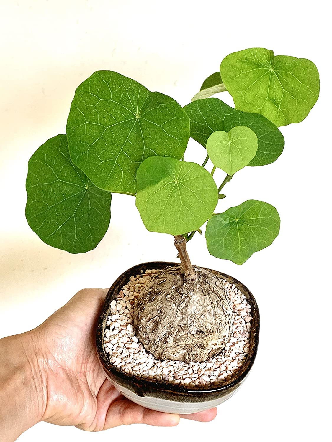 See full amazon price history chart for The Plant Paradise Stephania Venosa Plant for Indoor & Outdoor Decoration with Plants The Plant Paradise Stephania Venosa Plant for Indoor & Outdoor Decoration with Plants (B0BW4JQ1HL) Amazon Price History, Amazon Price Tracker