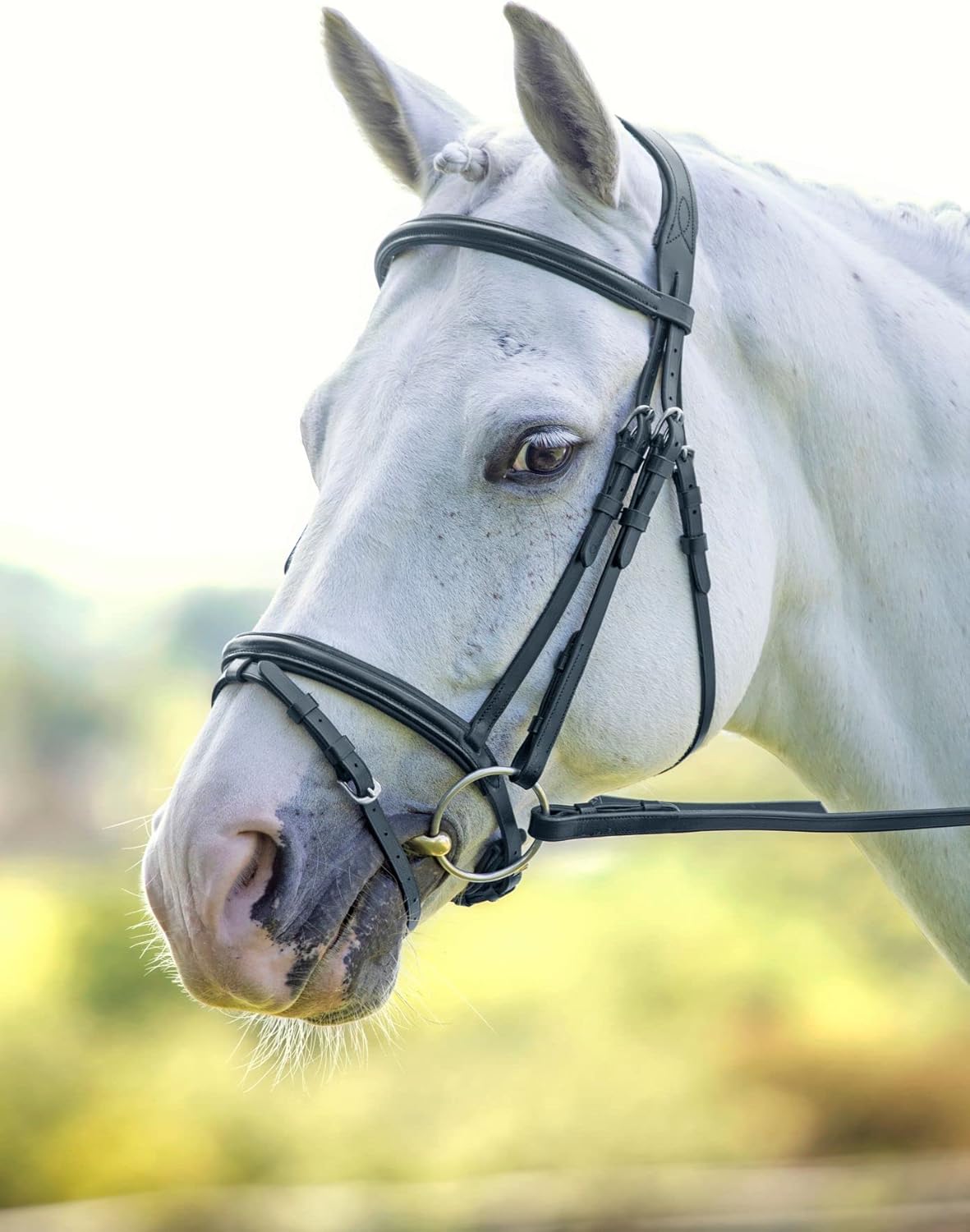 Shires Equestrian Velociti Rapida Padded Raised Flash Bridle : Pet Supplies