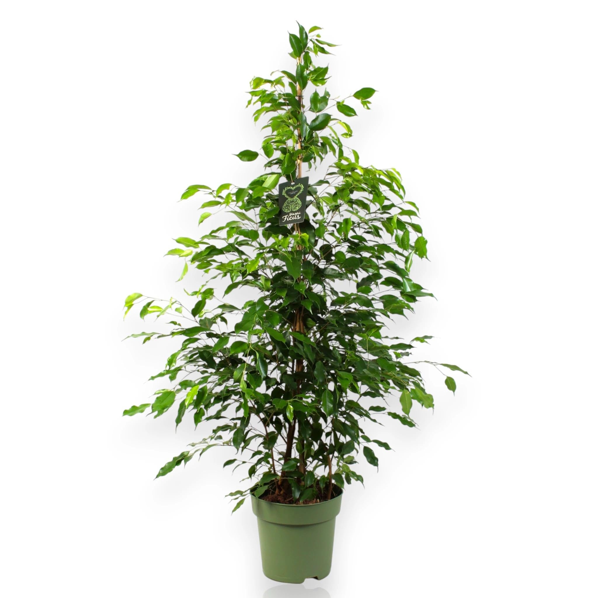 Ficus benjamina 'Exotica' Pianta da Interno, Colore Bianco e Verde, Altezza 140 cm, Vaso 27