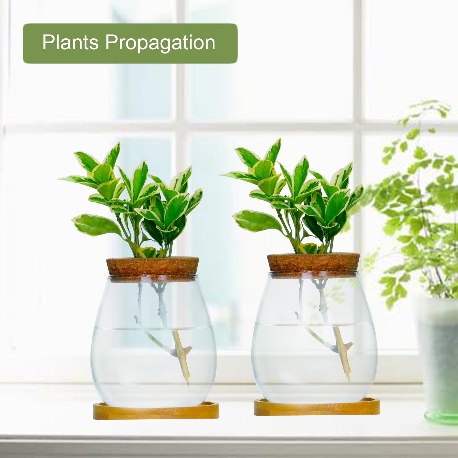 Lot De 2 Vases Propagation Plantes En Verre - Terrarium Hydroponique Design Goutte Avec Support Bois - Idéal Bureau & Décoration