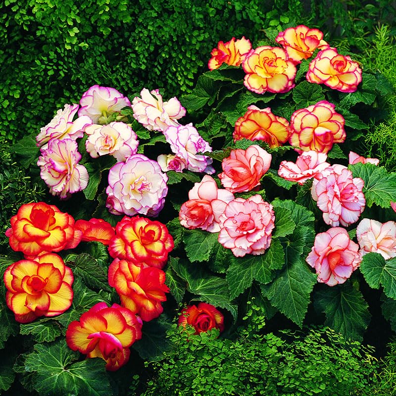 Mixed Picotee Begonias Holland Bulb Farms