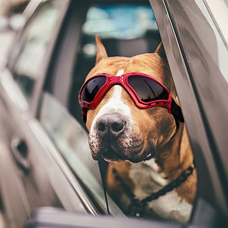 different betta fish