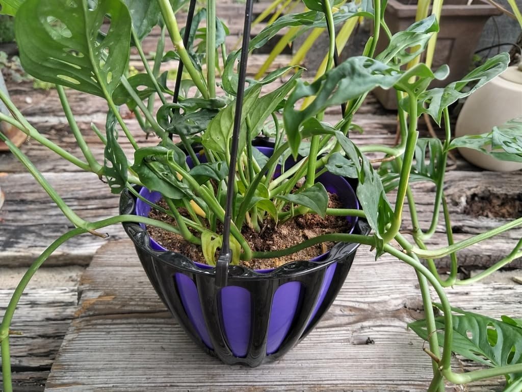 Amazon.co.jp: モンステララニアータ＊Monstera adansonii ver Laniata