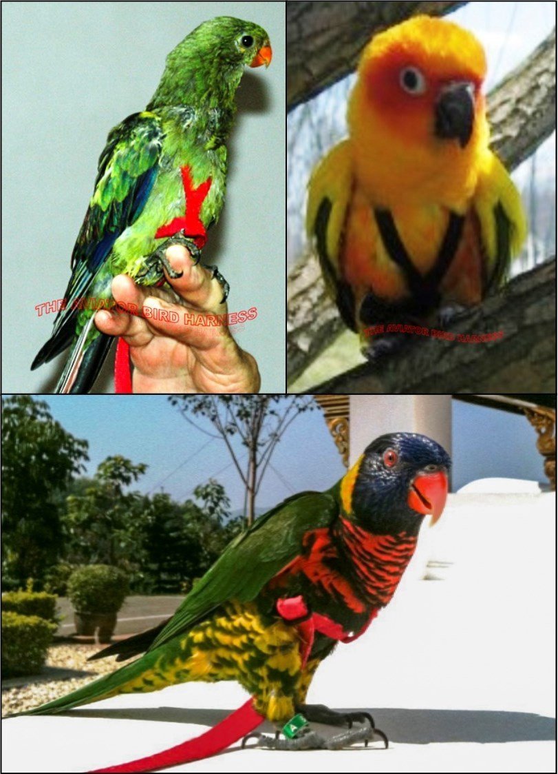 Amazon.co.jp: AVIATORペットの鳥ハーネス: 小さなレッド : ペット用品