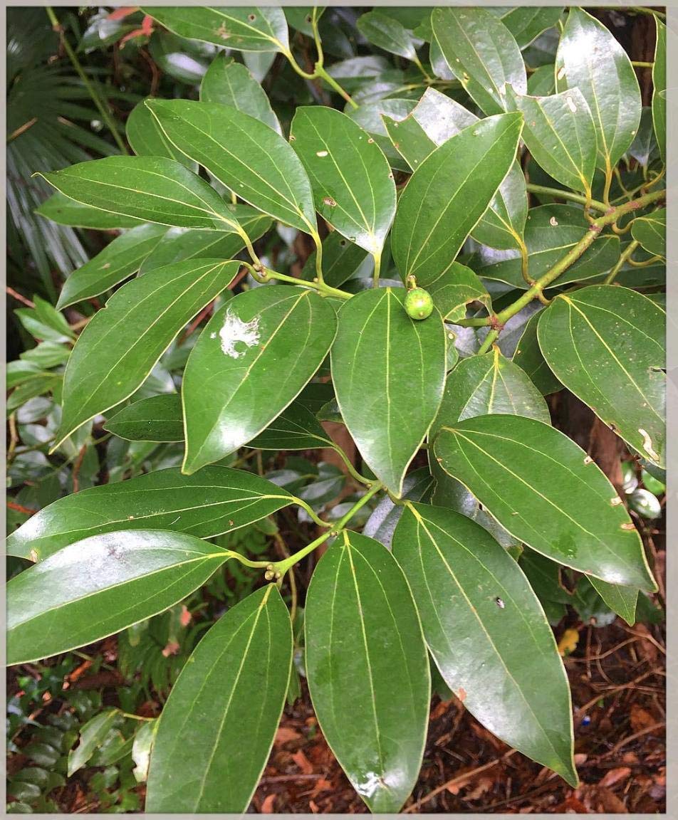 Aiden Gardens Live Plant Karauvapatta Cinnamon, Cinnamomum Verum Ceylon Delicate Flavor Garden Plant 1 Healthy Live Plant (B096PJJL9H) Amazon Price History, Amazon Price Tracker