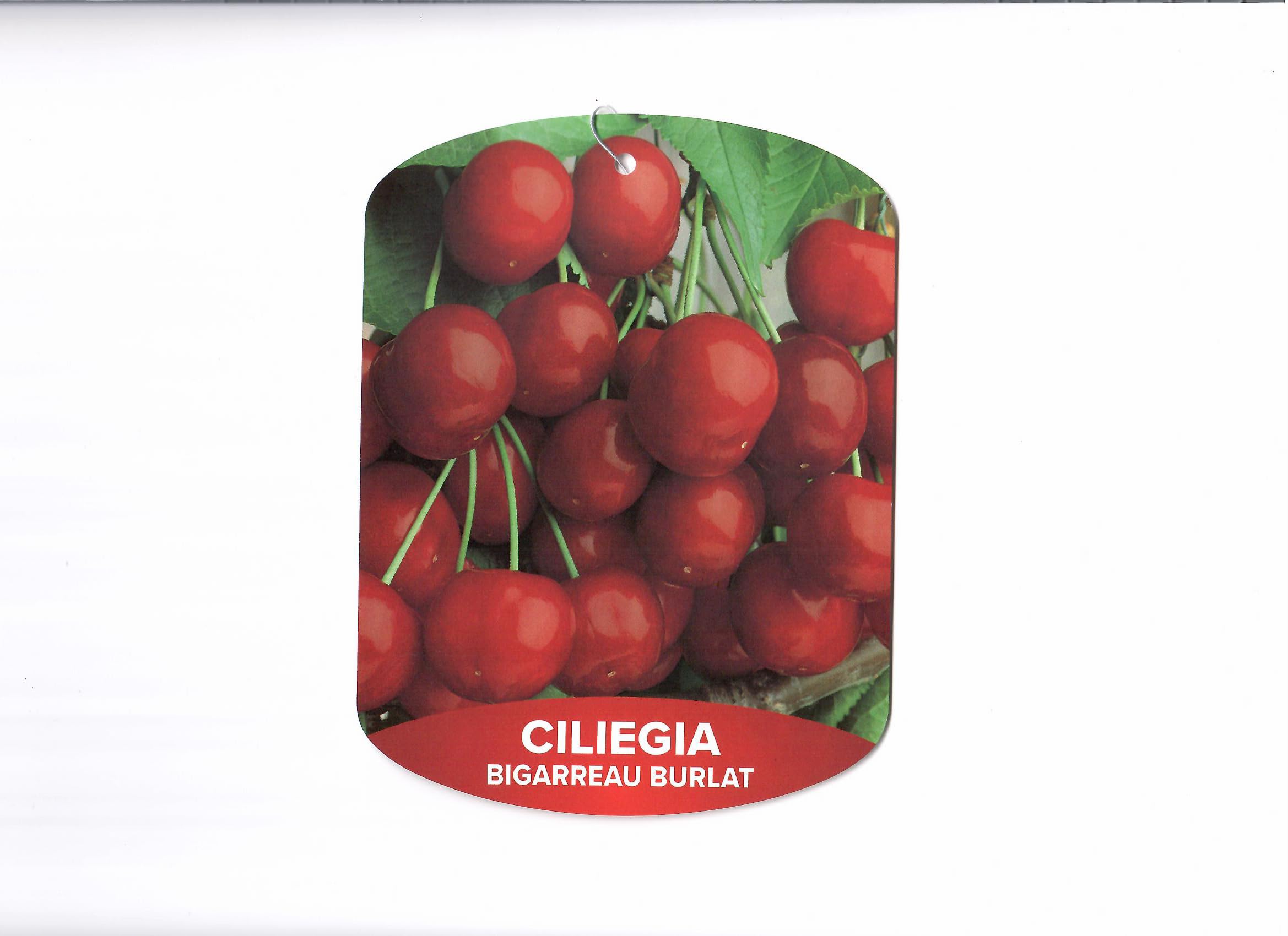 Albero Di Ciliegio Durone Nero Di Vignola - Pianta Da Frutto, Maturazione Met&agrave; Giugno | Per Giardino O Orto