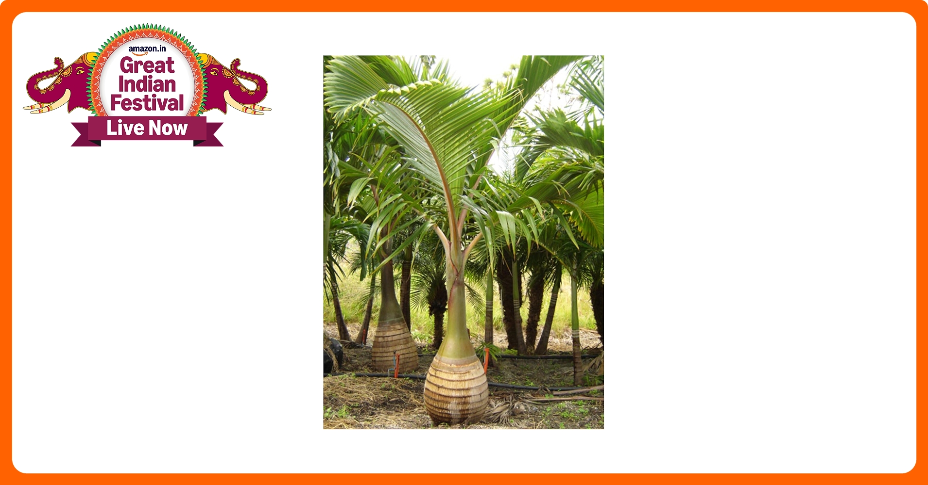 New Fresh 40pcs Almond Tree Seeds Generic