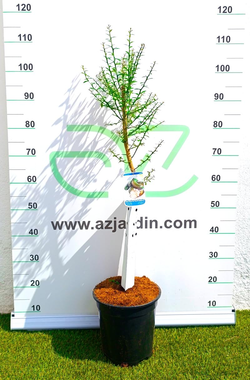 AZJARDIN.COM - Árbol Limonero caviar cítrico. Maceta 25cm. 3 años antigüedad. Citrus australasica