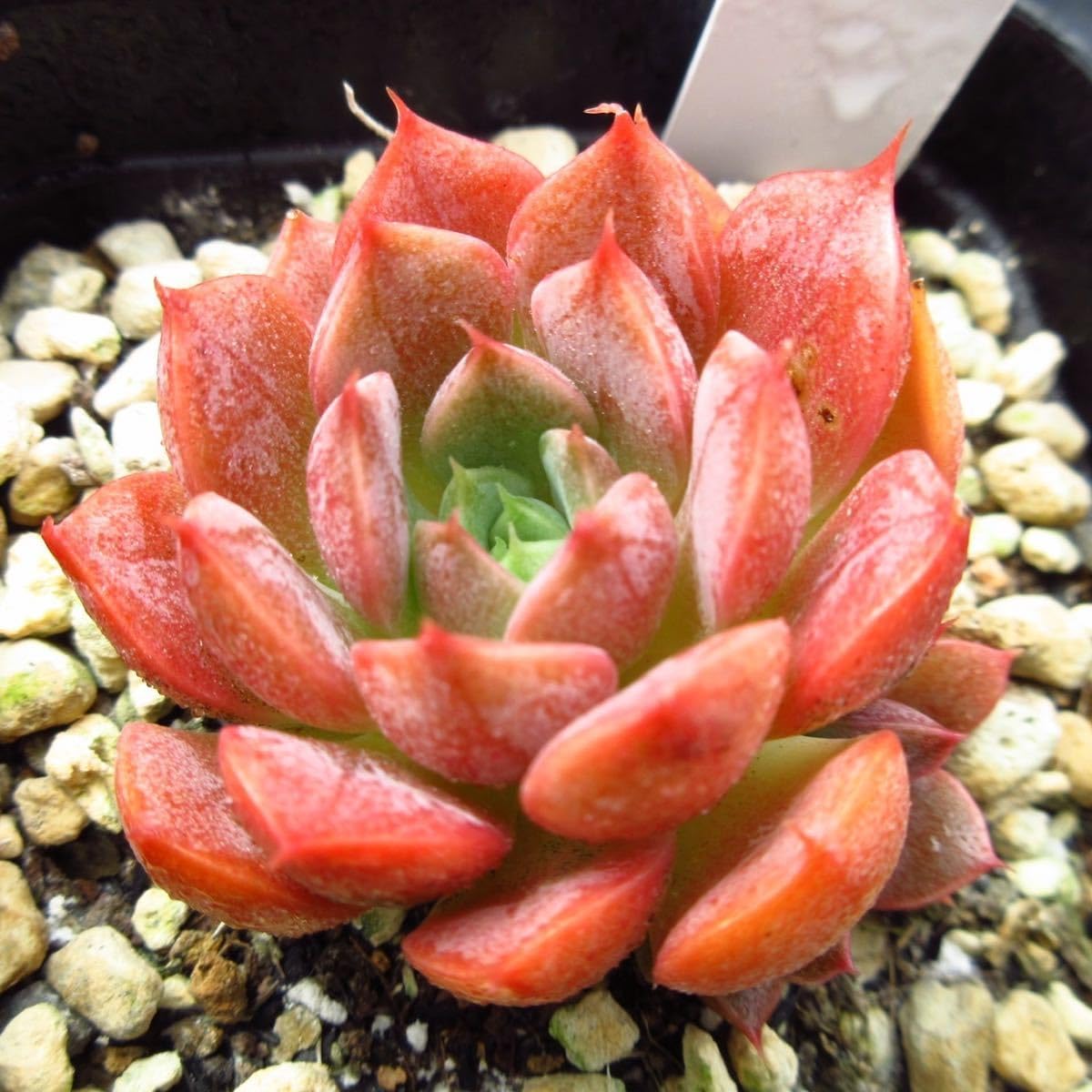 Amazon.co.jp: ！！多肉植物 マルーンヒル 韓国苗 美苗 農園直売 観葉 