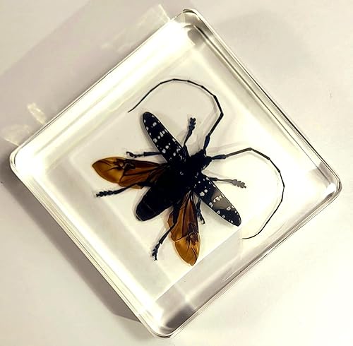 Miniatura 98 de Escarabajo de algodoncillo azul cobalto real de 1.732 in en espécimen de resina de lucita cristalina, insectos, insectos preservados, colección
