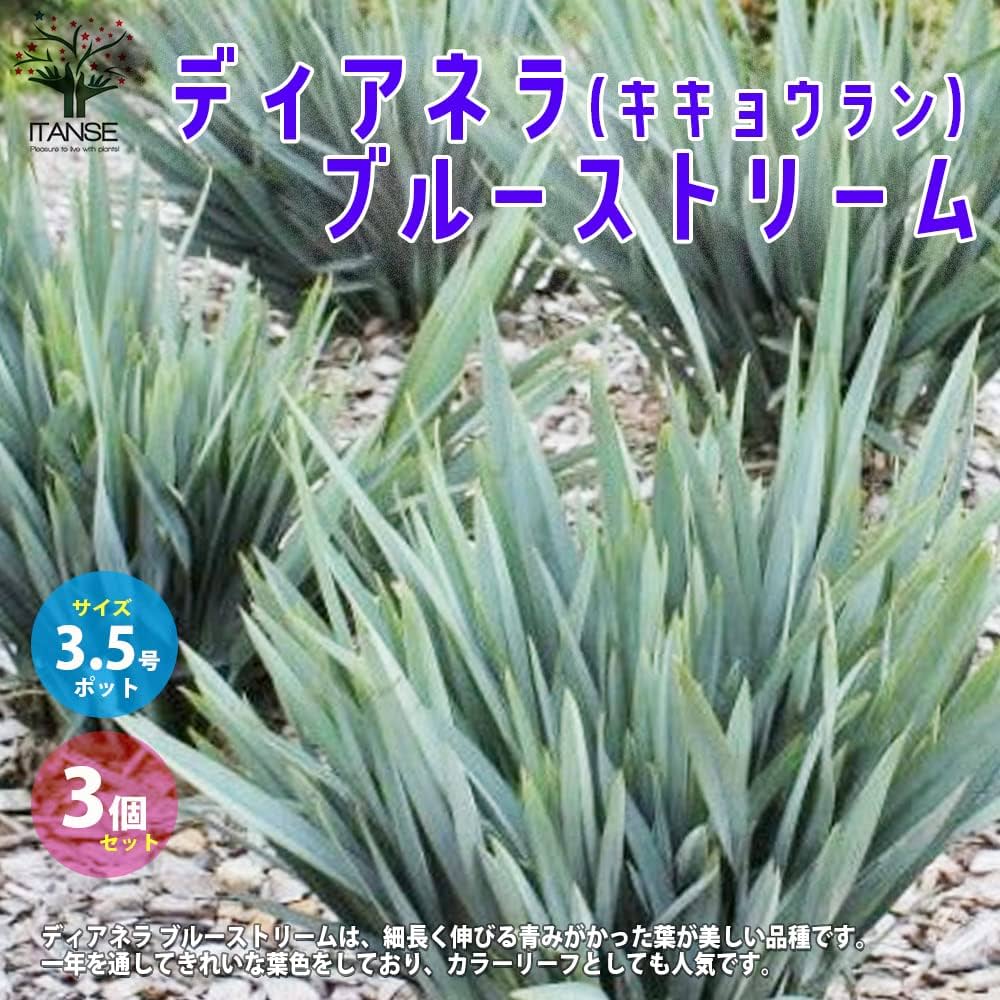 Amazon.co.jp: ディアネラ(キキョウラン) ブルーストリーム 3.5