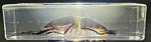 Miniatura 159 de Escarabajo de algodoncillo azul cobalto real de 1.732 in en espécimen de resina de lucita cristalina, insectos, insectos preservados, colección