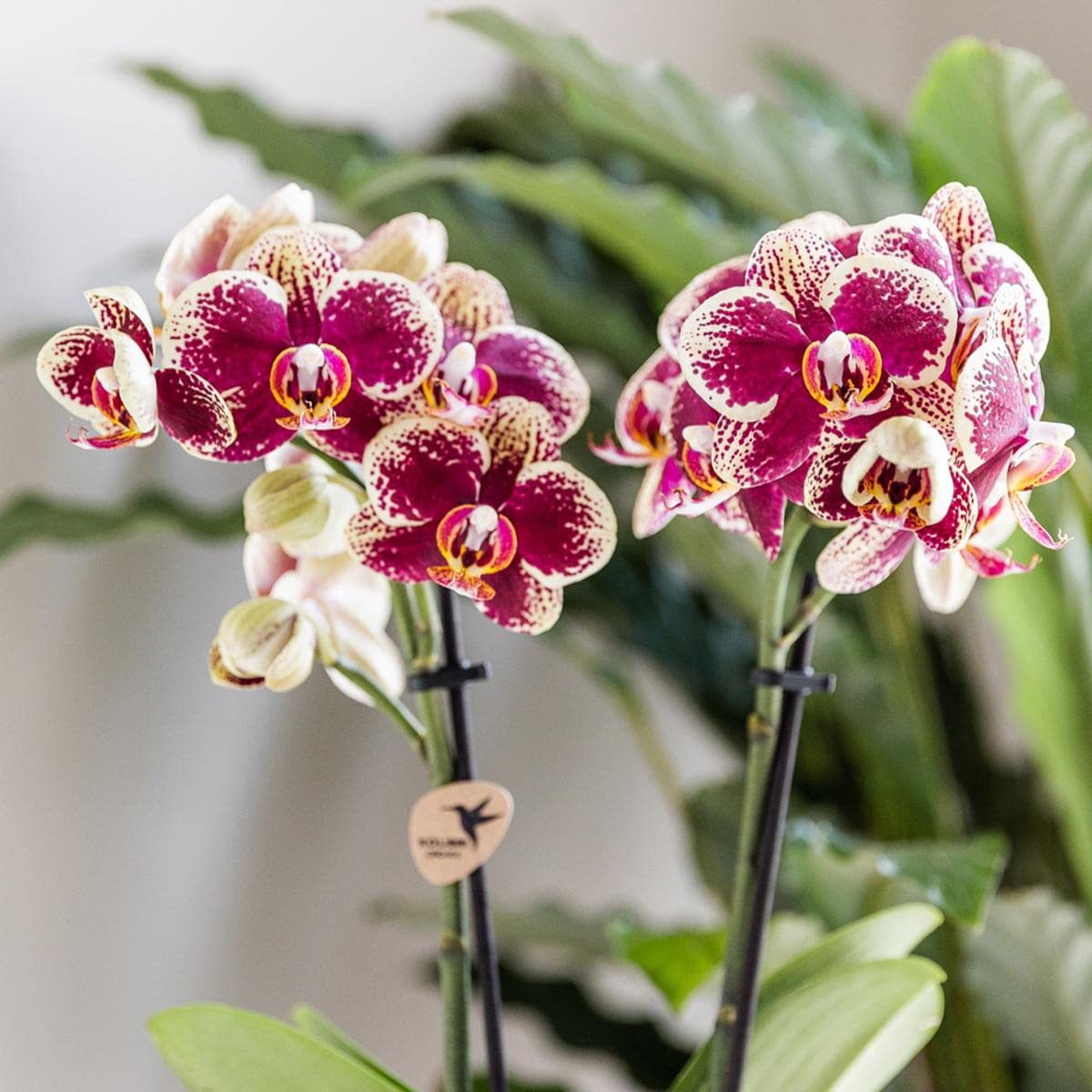 KOLIBRI Orchids | Gelbe rote Phalaenopsis-Orchidee - Spanien - Topfgröße Ø9cm | blühende Zimmerpflanze - frisch vom Züchter