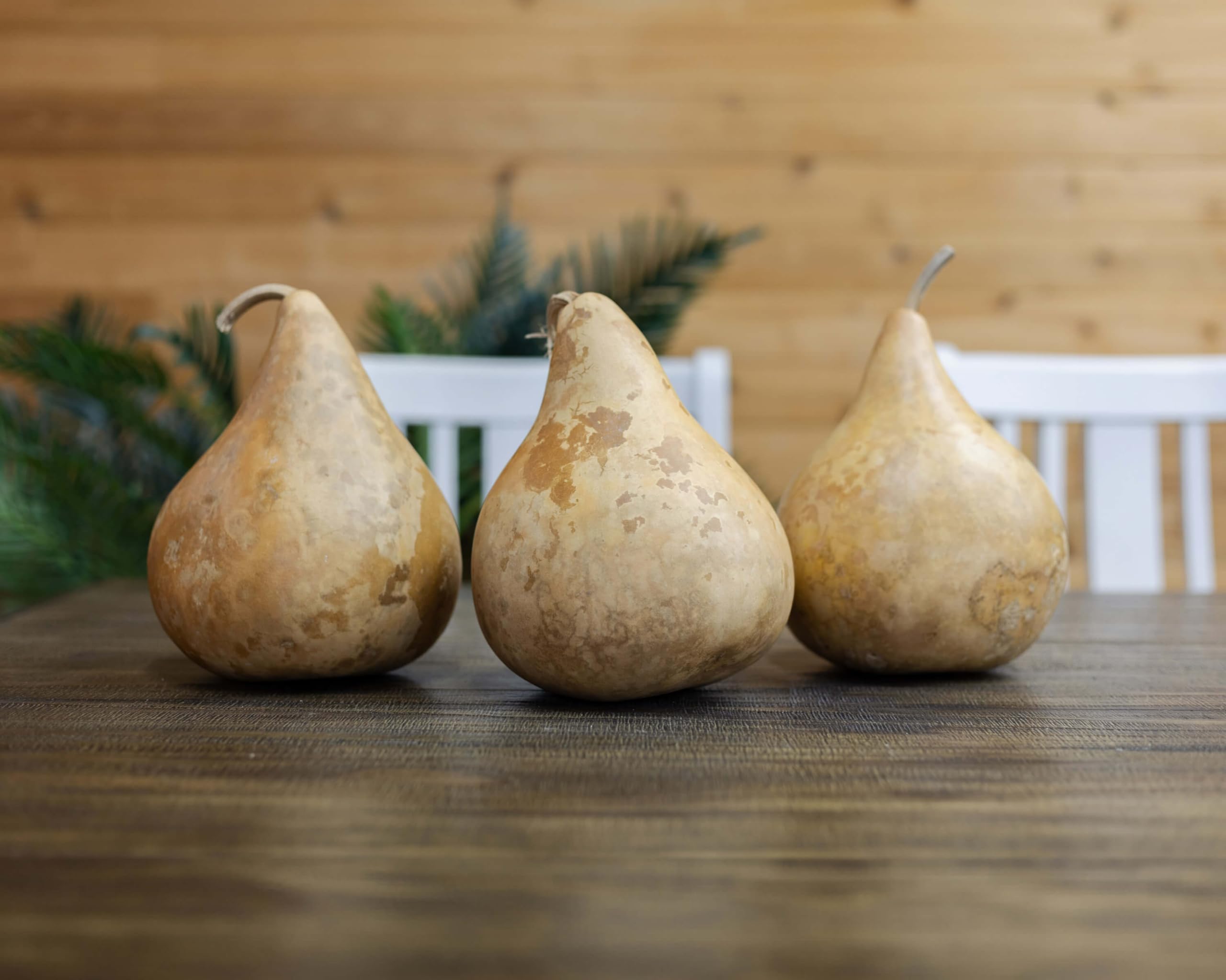 Dried Martin Gourds (3-Pack) - 5