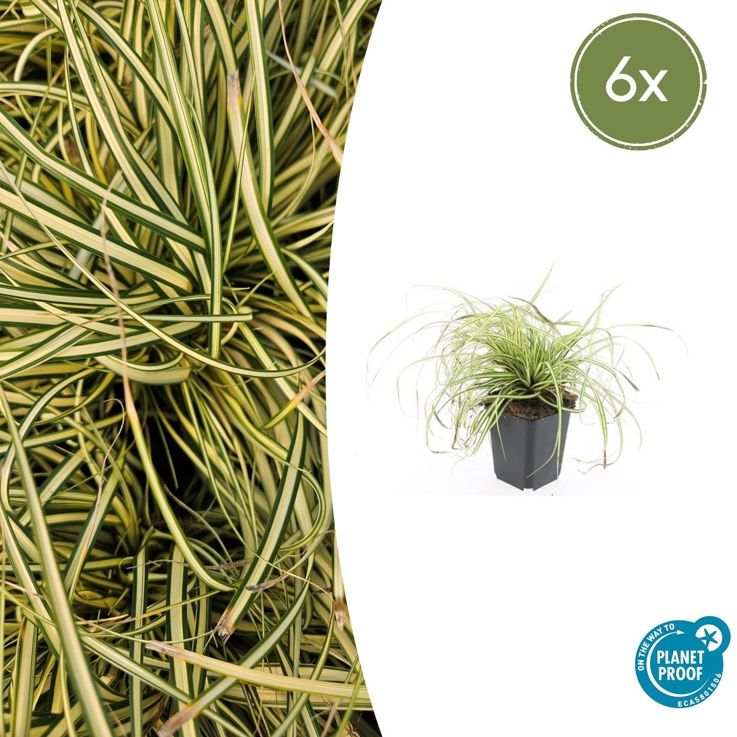Carex oshimensis Evergold – 24 rośliny, 10-25 cm, Ø 9 cm, mrozoodporna trawa ozdobna, złotozielone liście, łatwa w pielęgnacji, do zacienionych obszarów