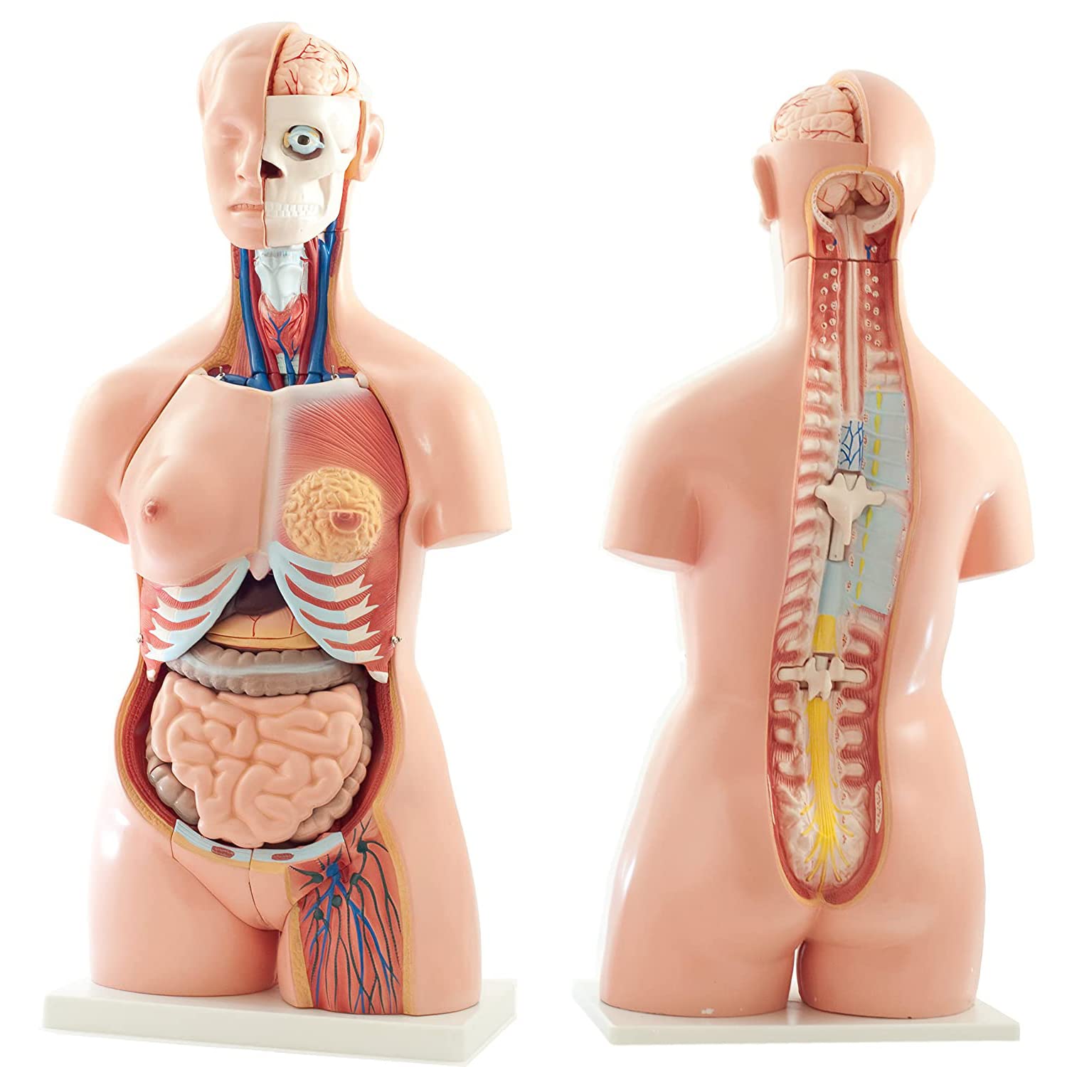 Bildungsmodell, anatomisches Torso-Modell, menschliches Körpermodell, 40  abnehmbares 85 cm menschliches Torso-Anatomie-Modell mit Herz-Kopf-Schädel-Gehirn-Skelett-Modell  Schule medizinisches Training : Amazon.de: Spielzeug