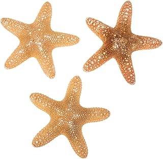 NOLITOY 6 Peças Decoração De Estrela Do Mar Natural Decoração De Suspensão Costeira Decoração De Parede De Peixe Náutico Praia DIY Ornamento Decorações De Parede De Casa De Bonecas