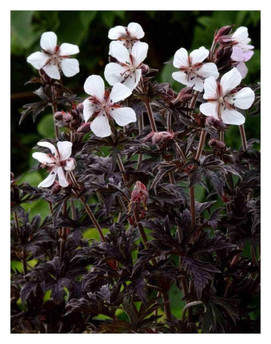 Portal Cool Geranium Pratense Purple Ghost - Dwarf Cranesbill Plant in 10.5Cm Pot