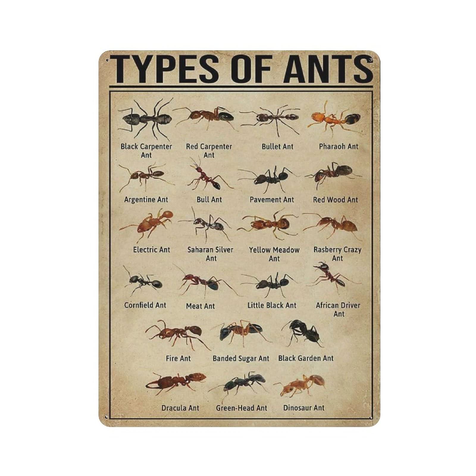 Metal Tin Sign Ant Knowledge Vintage Tin Poster Metal Sign Wall Decoration Country Kitchen Home Garage Decor 16"x12"