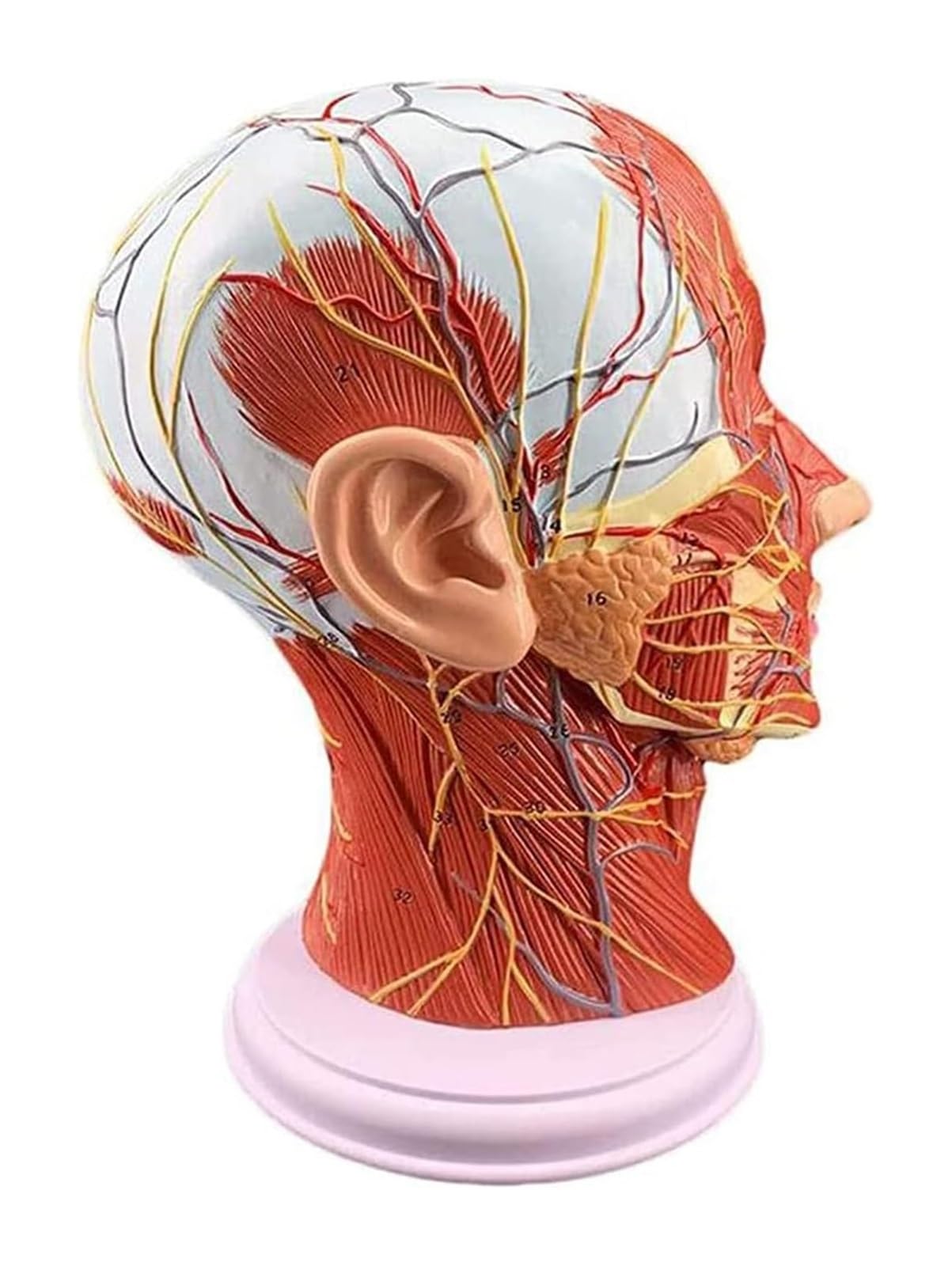 Modelo neural superficial de la cabeza con vasos y nervios para educación médica