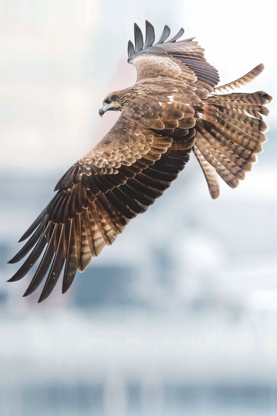 The Black Kite Bird of Prey Journal: 150 page lined notebook/diary