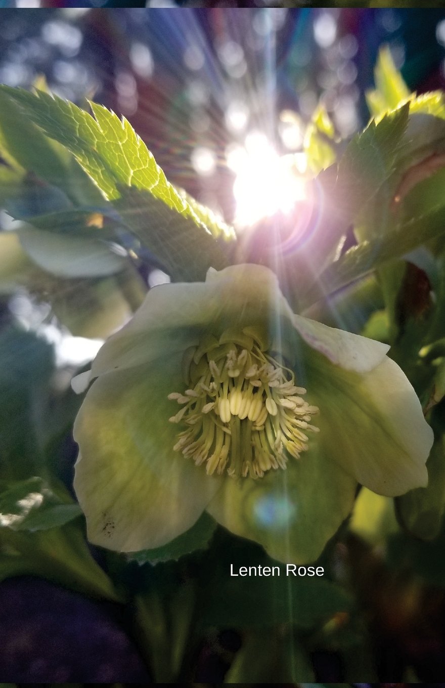 Lenten Rose: Journal