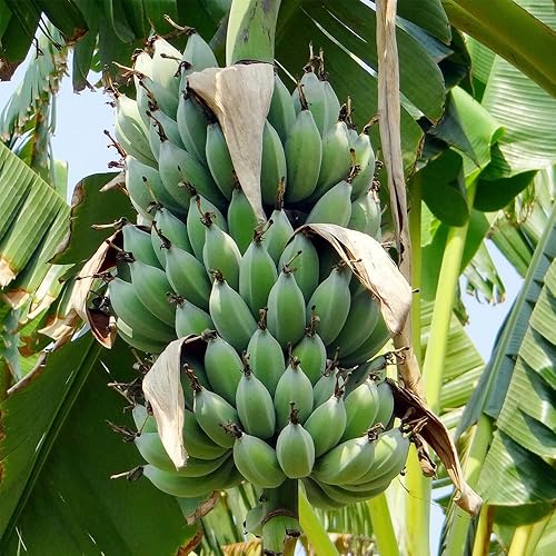 Miniatura 7 de QAUZUY GARDEN 100 semillas de árbol de plátano (árbol de plátano), semillas de fruta fresca, semillas orgánicas de reliquia sin OMG, contenedores de