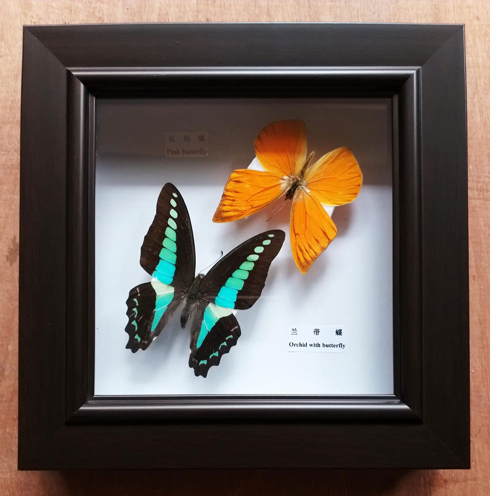 Cadre Avec 5 Vrais Papillons Naturalisés - Déco Murale Blanche Ou Noire - Idée Cadeau Originale