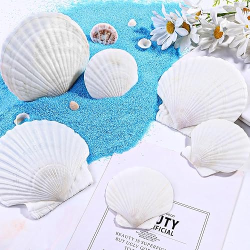 Miniatura 8 de YUJUN 18 conchas de vieira naturales grandes, de 2 a 3 pulgadas, 4 a 5 pulgadas, conchas marinas blancas a granel para manualidades, pintura,