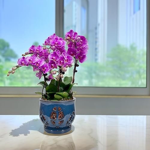 Miniatura 7 de W&W Maceta de orquídea con agujeros, maceta de jardín para orquídeas, plantas y macetas para interiores y exteriores, mezcla de bronceado, 6.5