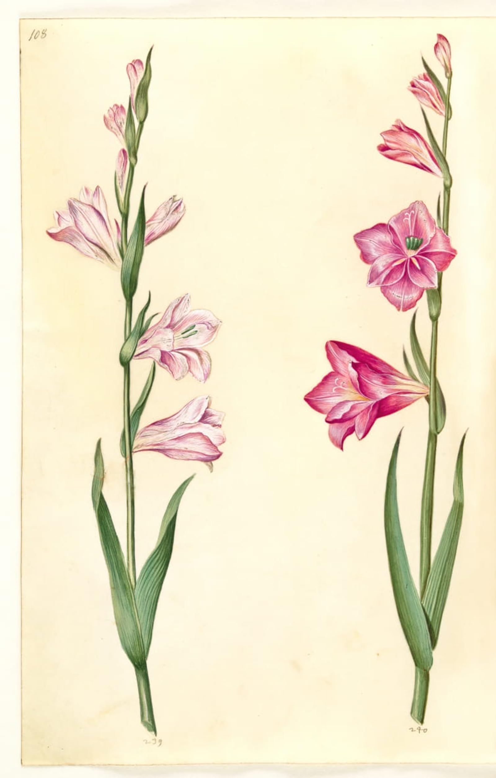 POSTERIIk Vintage Print Pop Art Landscape Artwork the Common Gladioli by Hans Simon Holtzbecker Art Prints for Office Home Decor 60x90cm