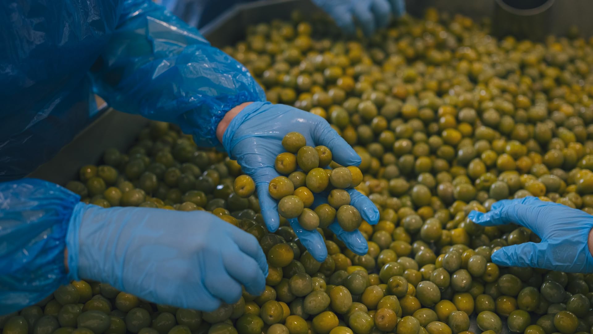 Terramia Olive Verdi di Sicilia "Nocellara" al Naturale in Olio EVO – Prodotto Artigianale da Azienda Premiata Ercole Olivario e Monna Oliva, Formato Scorta 2kg (4 Buste x 500g)