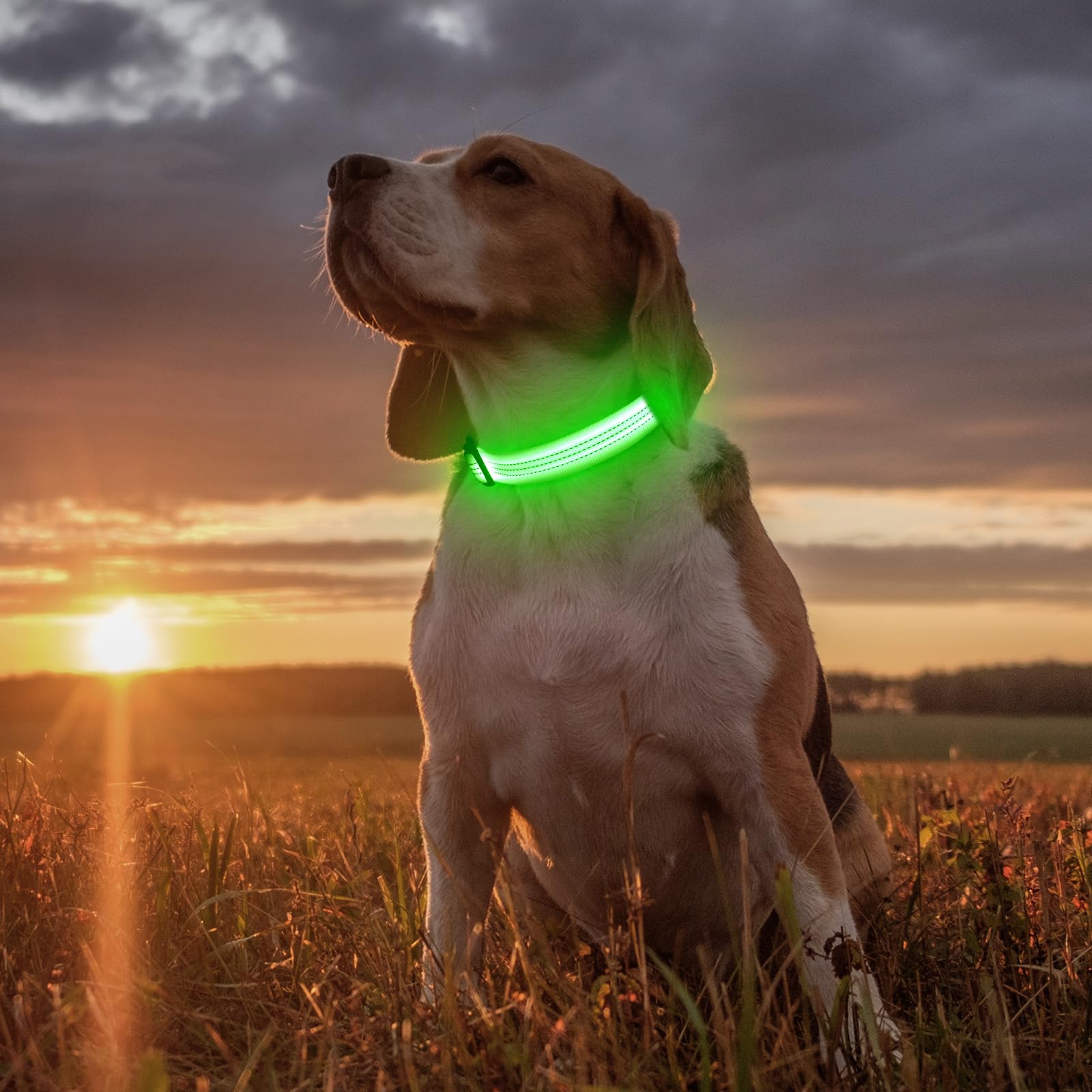 Collier pour chien Illumifun rechargeable par USB avec LED, collier lumineux réfléchissant pour chien, collier pour chien avec éclairage pour la marche nocturne (VertⅢ, Grand)