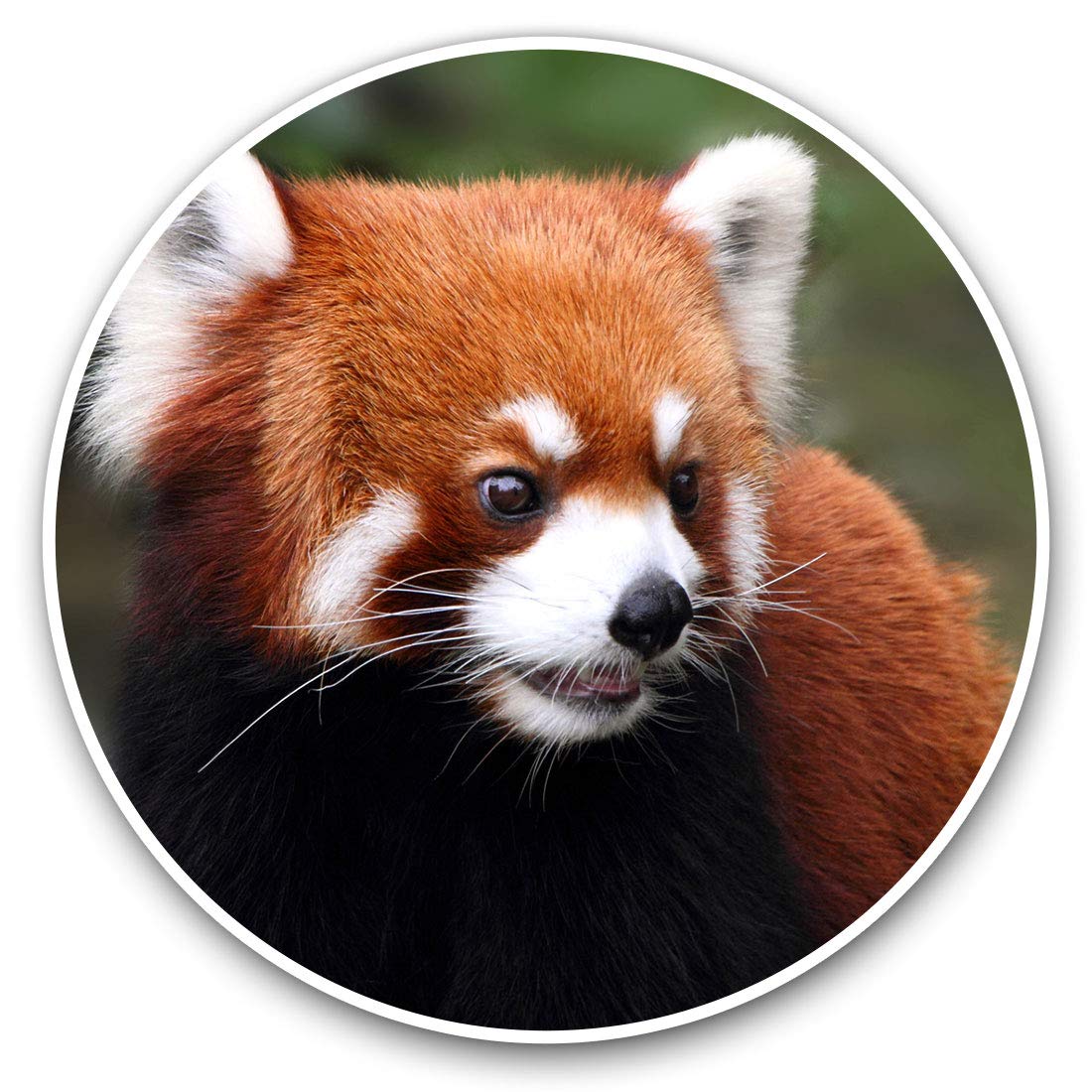 Destination Vinyl Ltd Endangered Red Panda 14159 Vinyl Stickers (Set Of 2) 30Cm