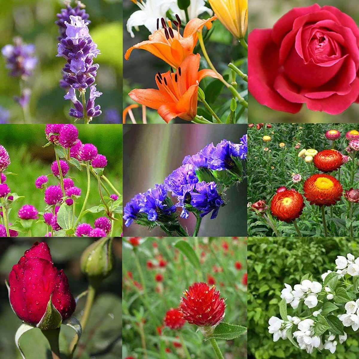 LKXHarleya 9 Pack Natural Dried Flower and Herb Set, Multiple Dry Flower Herbs Kit for Soap Making, Candle Making, Bath