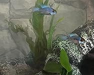 Review Image by Jennifer C. Jennifer C.