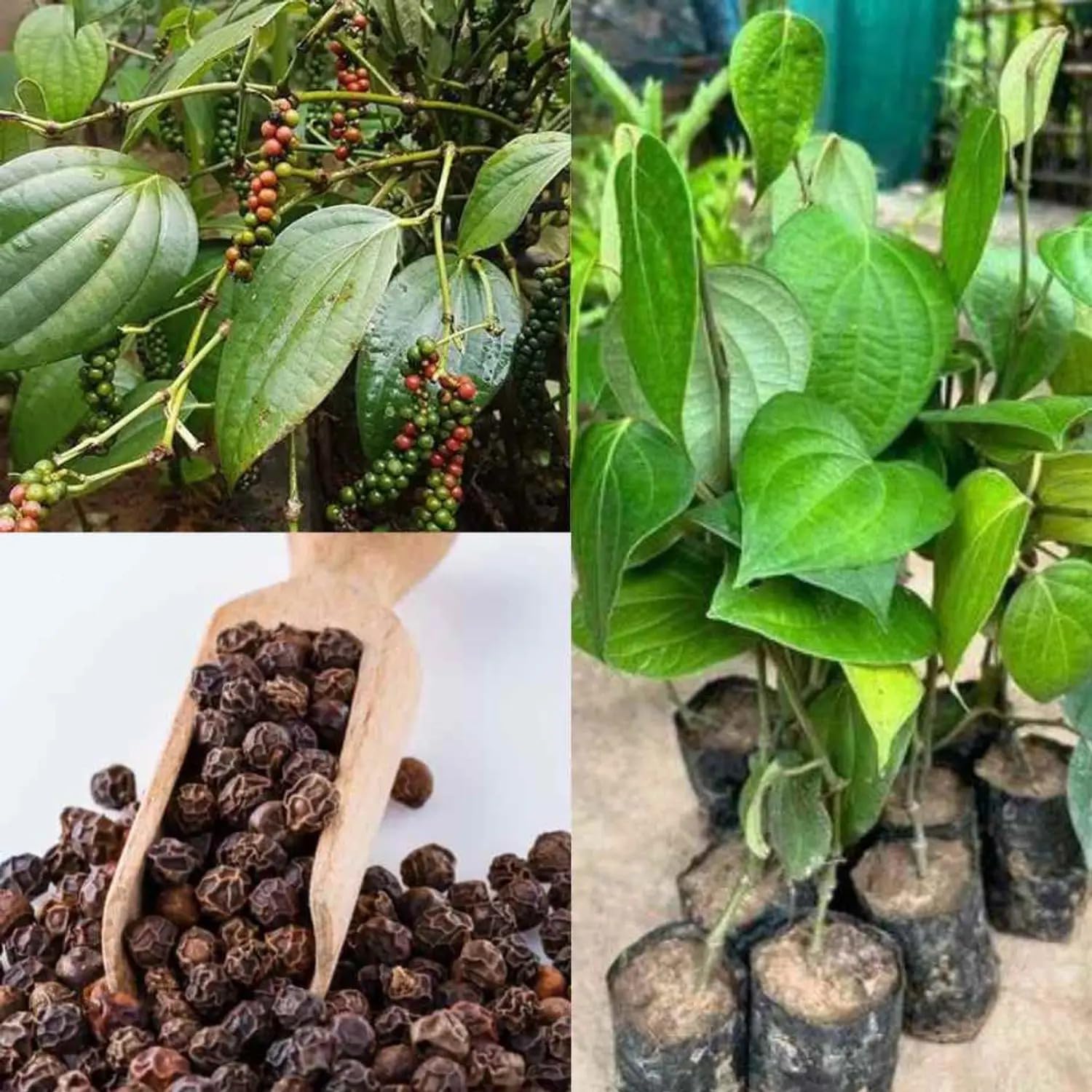Golden Bloom Black Pepper Plant Air Layering, Black Pepper Panniyur 1" Black Pepper Spice Plant (Piper Nigrum) 1 Live Plant-image-14
