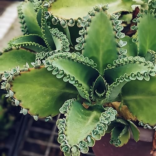5 plantas vivas de Kalanchoe con sombrero mexicano, madre de miles, plantas suculentas con raíces