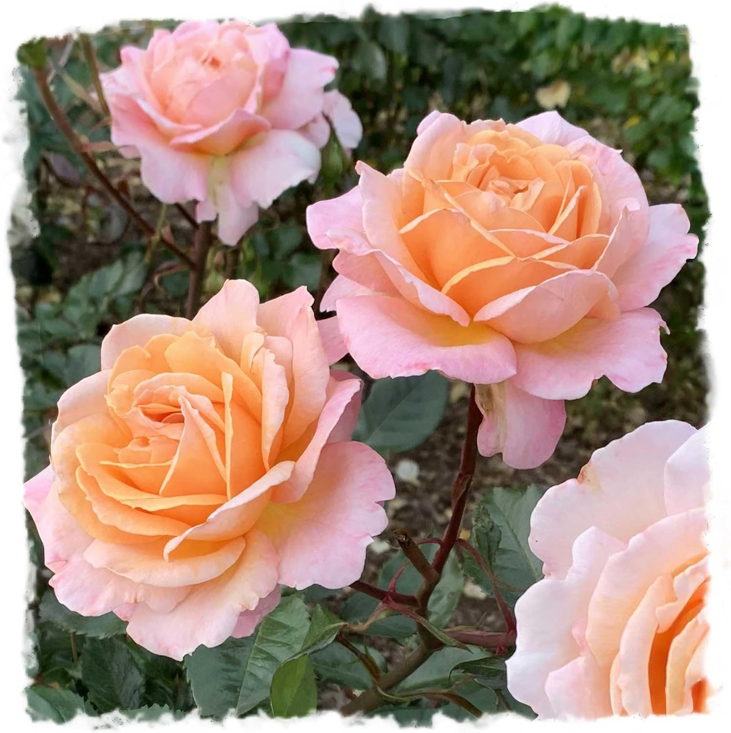 Parfuma Sunrise Rose Bush 1.5 Gallon Potted Live Plant, Fragrant Apricot Flowers, Own Root Zones 4-11, Stargazer Perennials