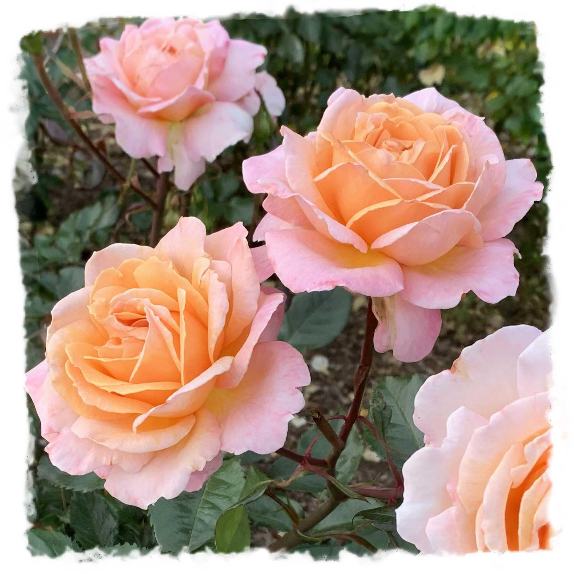 Amazon.com : Parfuma Sunrise Rose Bush 1.5 Gallon Potted Live
