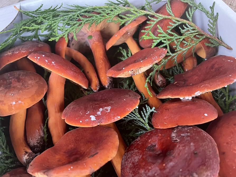 ☆ABC陵央様☆ご連絡用ページ☆チチタケ1キロ☆ bf6d3a7c63472a6db7e12158817045