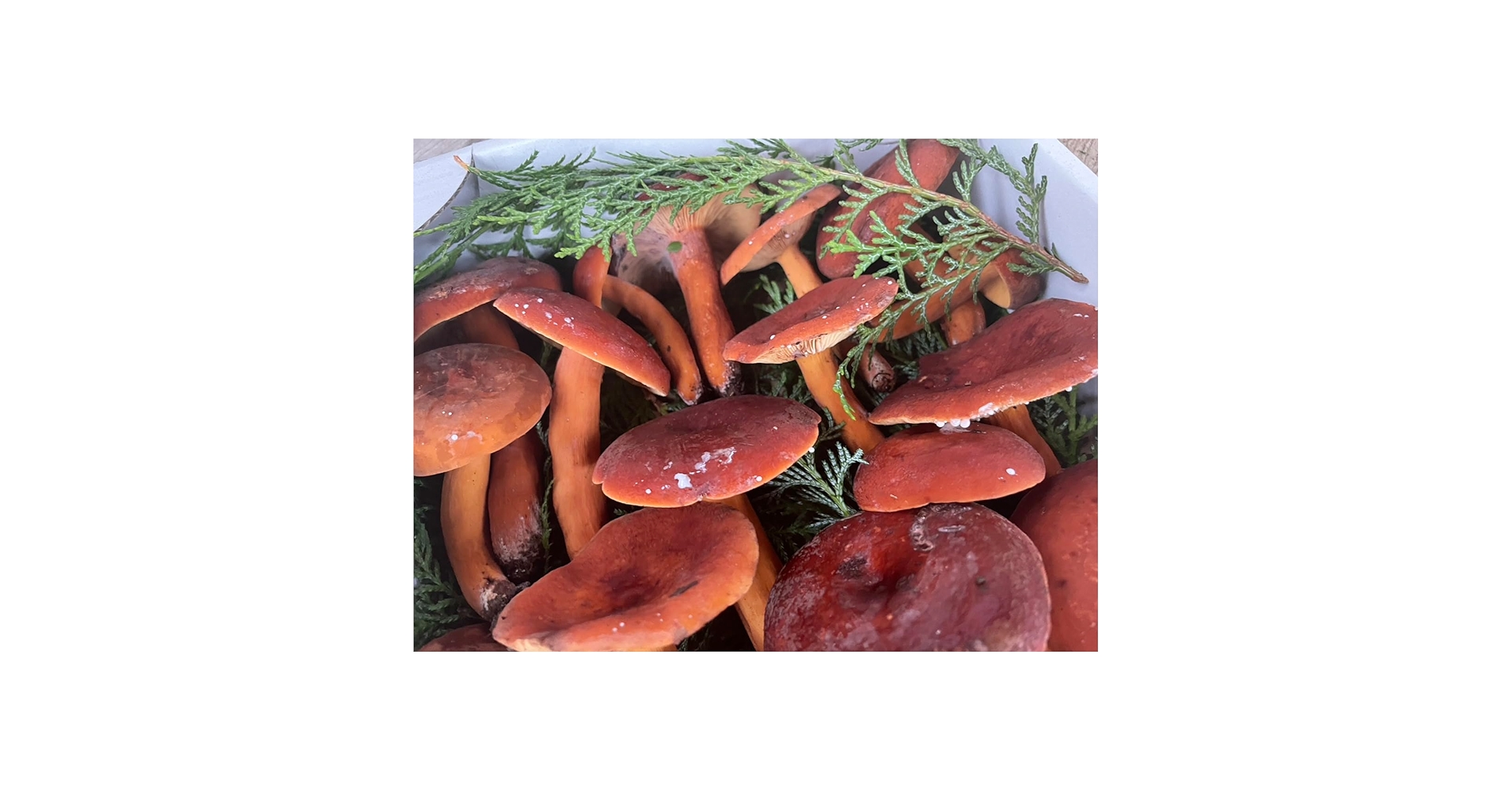 ポチャ　松茸3.3キロ ポチャ 松茸3.3キロ Amazon.co.jp: Matsutake Matsutake Matsutake