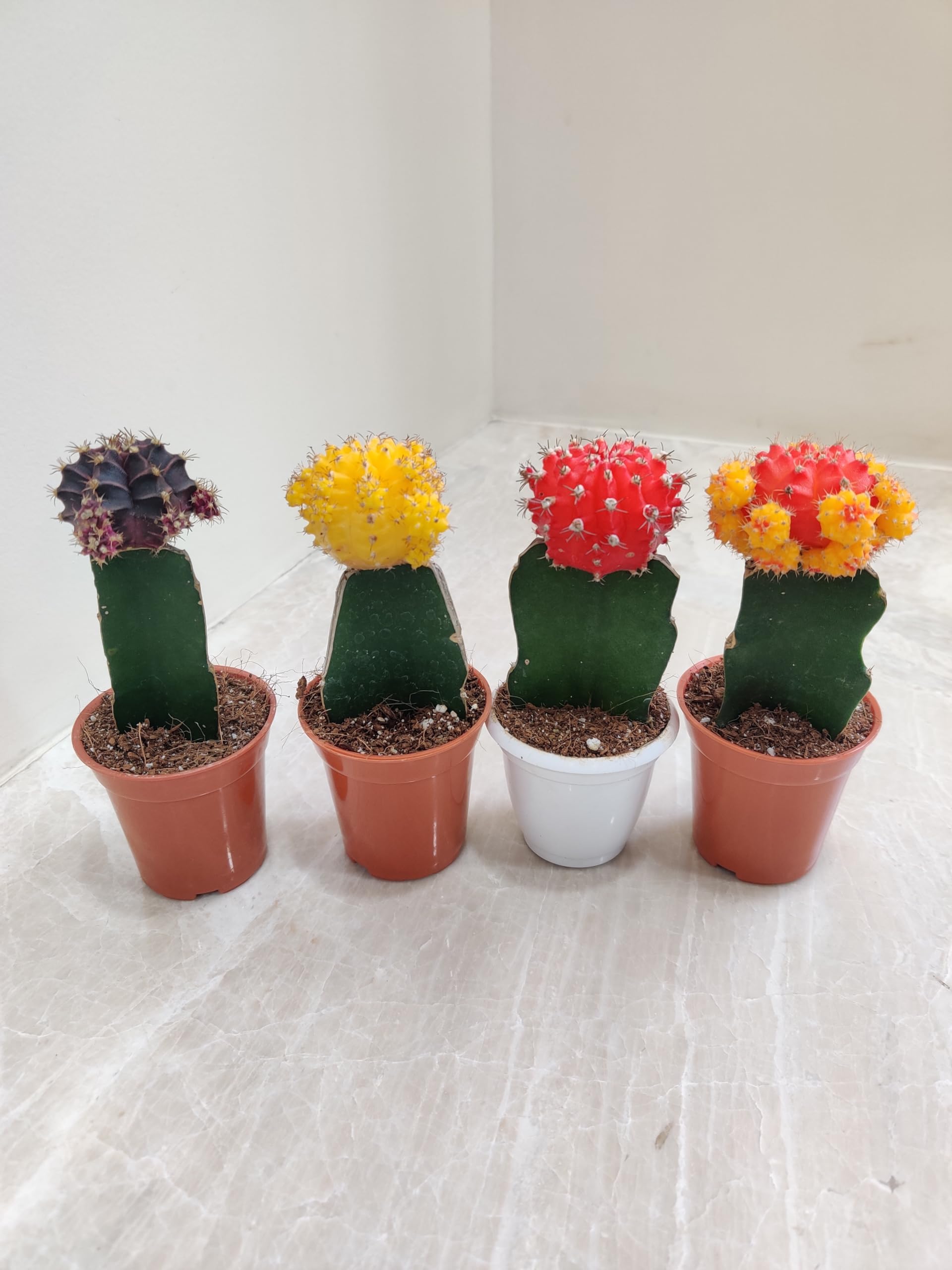 Moon Cactus Plants - 4 Colorful Air Purifiers -3 Moon Cactus Plants - 4 Colorful Air Purifiers -3